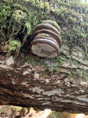 Laricifomes