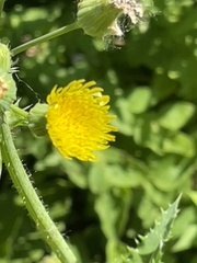Sonchus asper