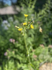 Sonchus asper