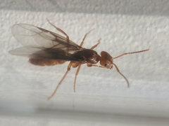 Lasius subumbratus