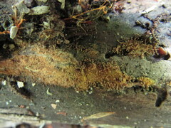 Hypoxylon crocopeplum