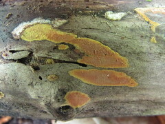 Hypoxylon crocopeplum