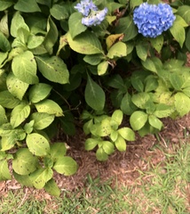 Cercospora hydrangeae