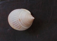 Semicassis semigranosa