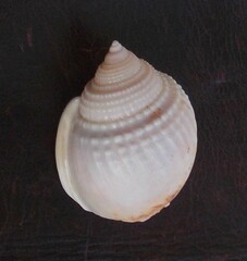 Semicassis semigranosa