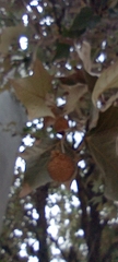 Platanus rzedowskii