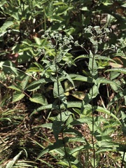 Eupatorium sessilifolium