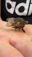 Neotibicen lyricen