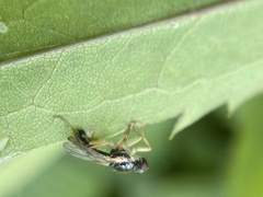 Cordilura