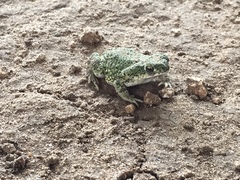 Anaxyrus debilis