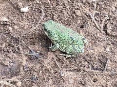 Anaxyrus debilis