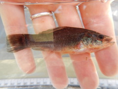 Aphredoderus sayanus