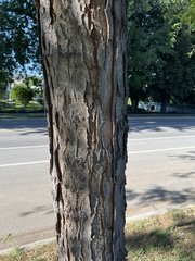 Gleditsia triacanthos