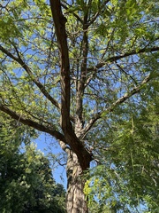 Gleditsia triacanthos