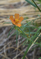 Portulaca suffrutescens