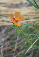 Portulaca suffrutescens