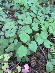 Vancouveria hexandra