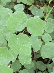 Vancouveria hexandra