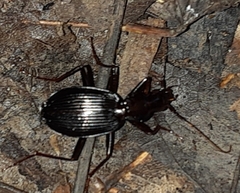 Platynus angustatus