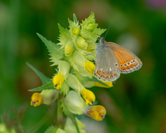 Coenonympha amaryllis
