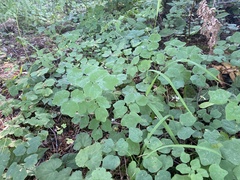 Vancouveria hexandra