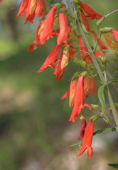 Penstemon barbatus