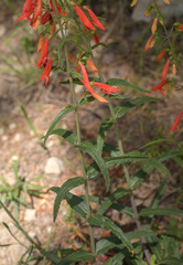 Penstemon barbatus