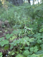 Vancouveria hexandra