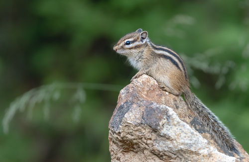 Siberian Chipmunk