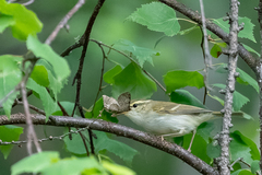 Phylloscopus plumbeitarsus