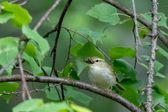 Phylloscopus plumbeitarsus