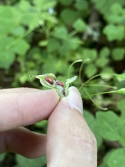 Vancouveria hexandra