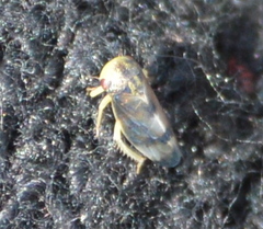 Pediopsoides distinctus