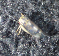 Pediopsoides distinctus