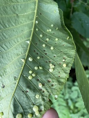 Caryomyia inflata