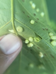Caryomyia inflata