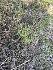 Scutellaria racemosa