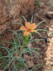 Talinum aurantiacum