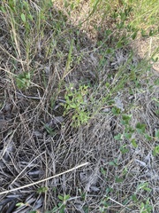 Scutellaria racemosa