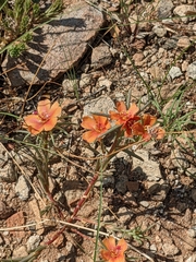 Talinum aurantiacum