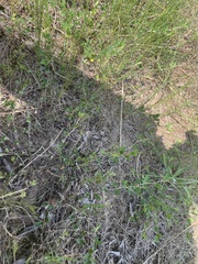 Scutellaria racemosa