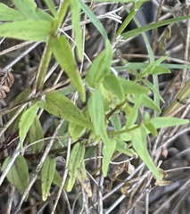Scutellaria racemosa
