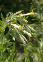 Lithospermum macromeria