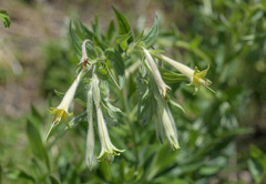 Lithospermum macromeria
