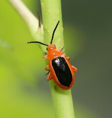Disonycha discoidea