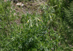 Lithospermum macromeria