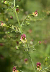 Scrophularia parviflora