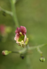 Scrophularia parviflora