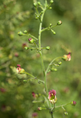 Scrophularia parviflora
