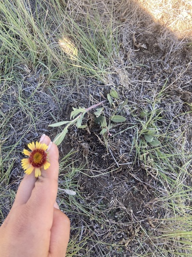 great blanketflower
